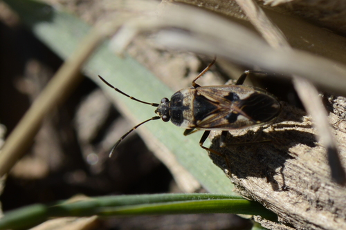 Rhyparochromus vulgaris