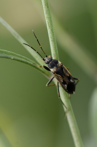 Rhyparochromus vulgaris