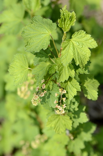 Ribes