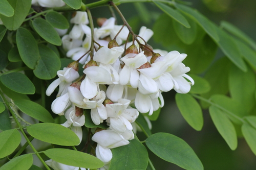 Robinia pseudoacacia