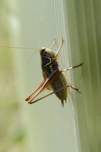 Roeseliana roeselii