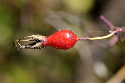 Rosa pendulina