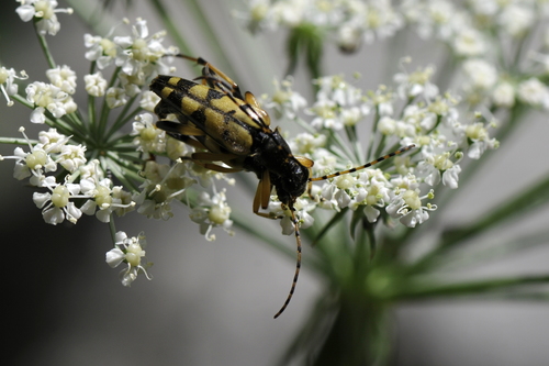Rutpela maculata