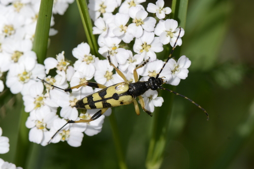 Rutpela maculata