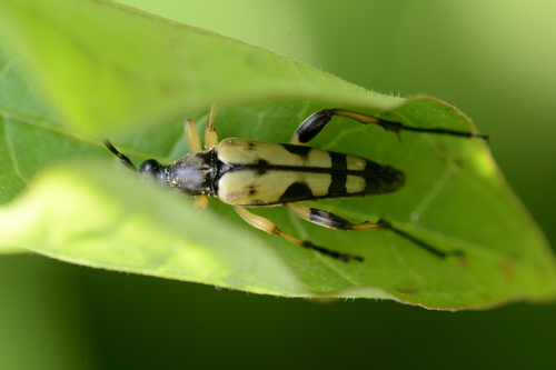 Rutpela maculata