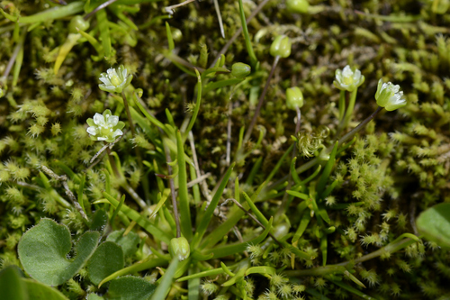 Sagina saginoides