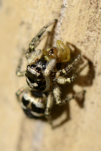 Salticus scenicus