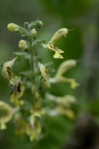 Salvia glutinosa