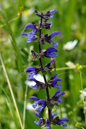 Salvia pratensis