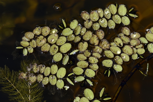 Salvinia natans