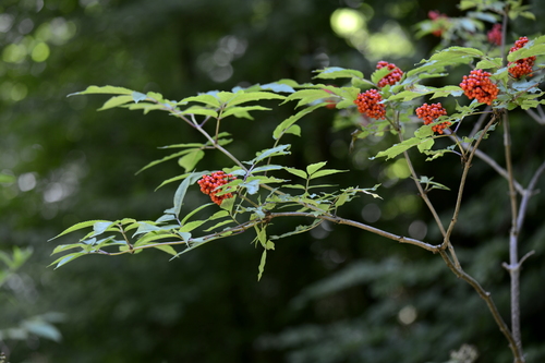 Sambucus racemosa