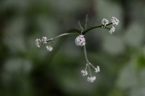 Sanicula europaea