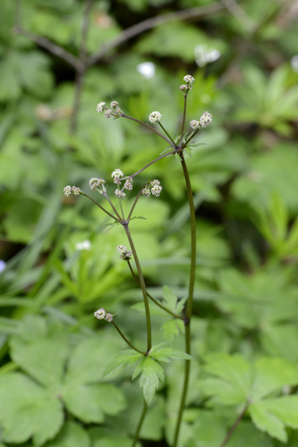 Sanicula europaea