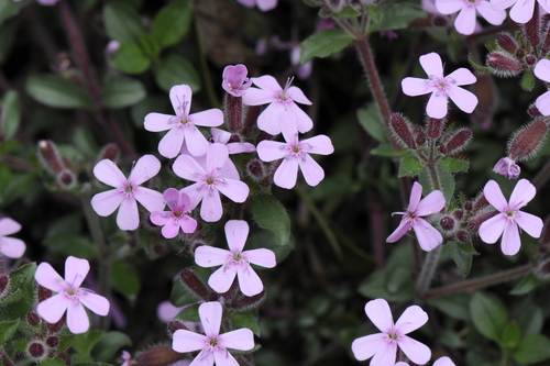 Saponaria ocymoides
