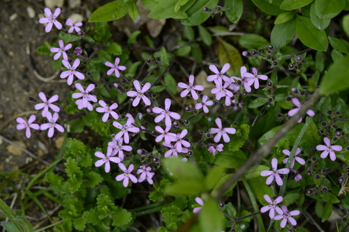 Saponaria ocymoides