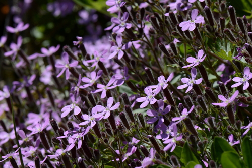 Saponaria ocymoides