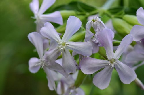 Saponaria officinalis