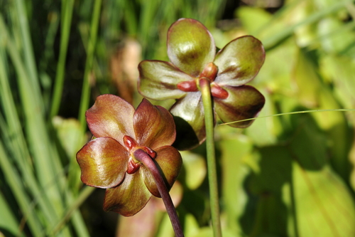 Sarracenia purpurea