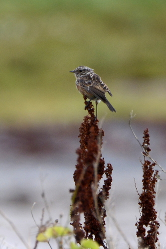 Saxicola rubicola