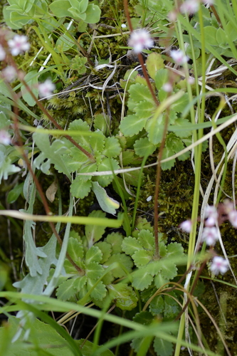 Saxifraga umbrosa