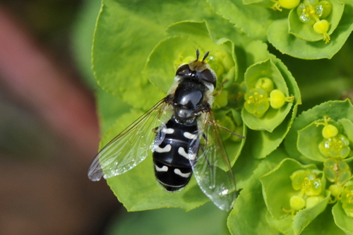 Scaeva pyrastri