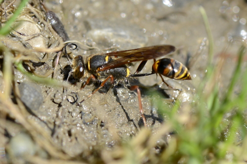 Sceliphron curvatum