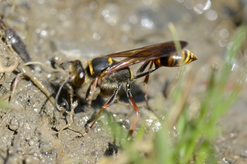 Sceliphron curvatum