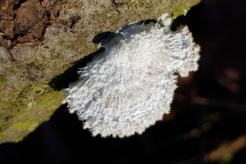 Schizophyllum commune