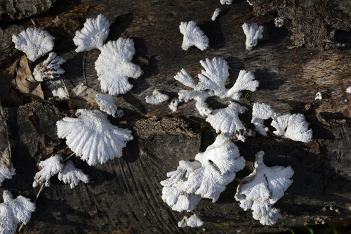 Schizophyllum commune