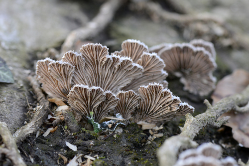Schizophyllum commune