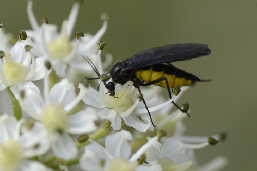 Sciara