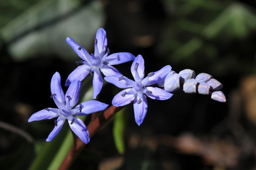 Scilla bifolia