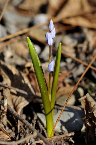 Scilla bifolia