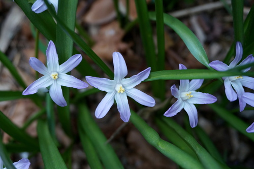 Scilla forbesii