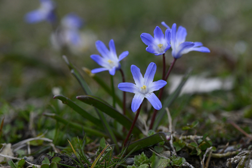 Scilla forbesii