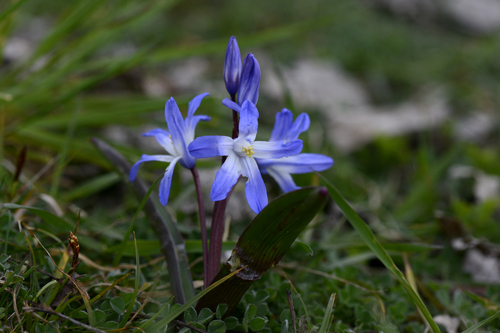 Scilla forbesii