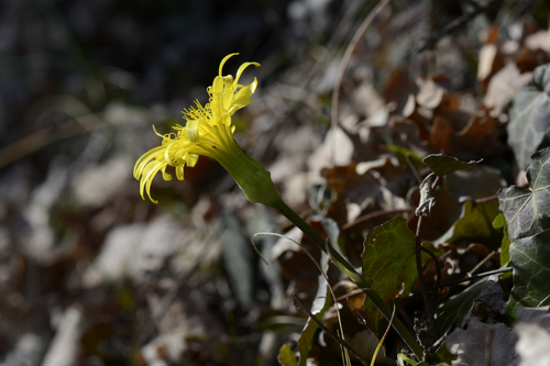Scorzonera austriaca