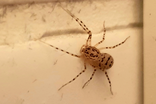 Scytodes thoracica