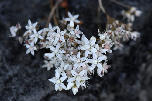 Sedum album