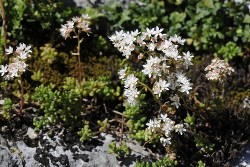 Sedum album
