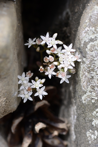 Sedum album