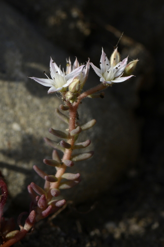 Sedum album