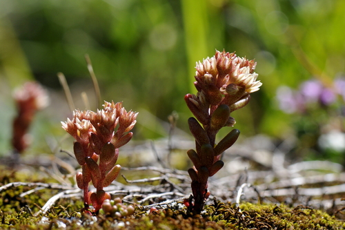 Sedum atratum