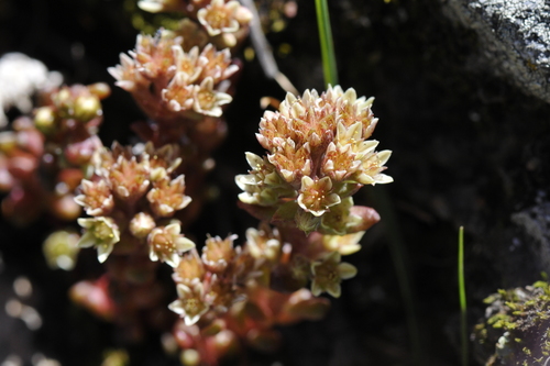 Sedum atratum