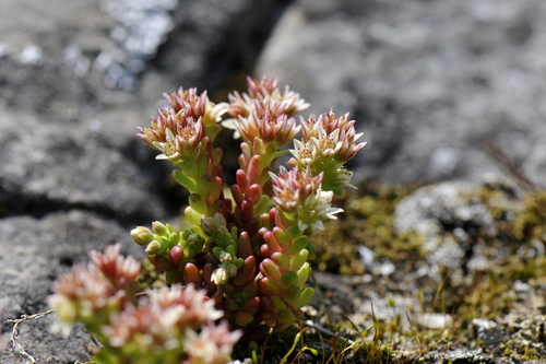 Sedum atratum