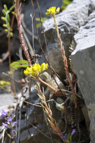 Sedum montanum