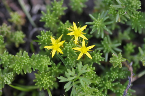Sedum sexangulare