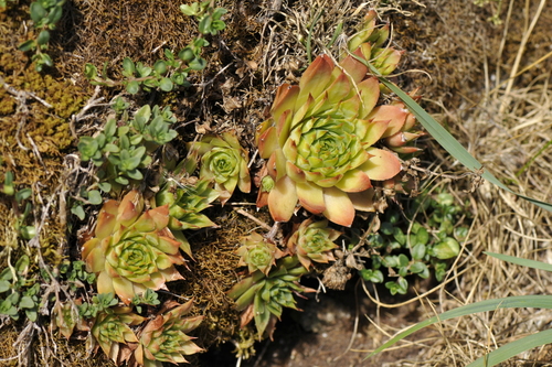 Sempervivum tectorum