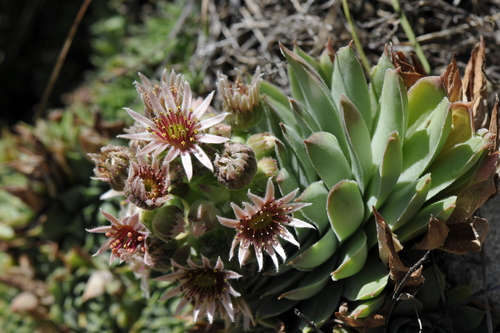 Sempervivum tectorum