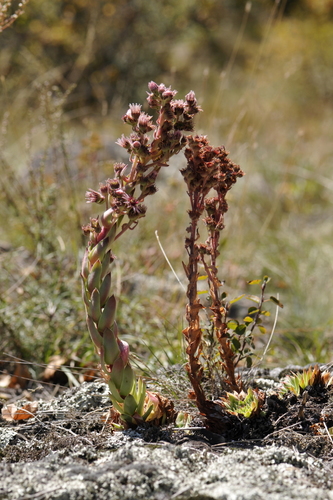 Sempervivum tectorum